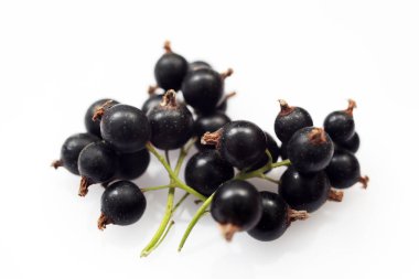 Beyaz arka plan makrosiyah kuş üzüm demeti