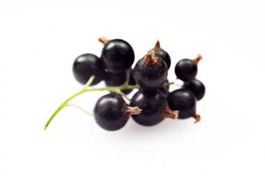 Beyaz arka plan makrosiyah kuş üzüm demeti