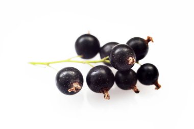 Beyaz arka plan makrosiyah kuş üzüm demeti