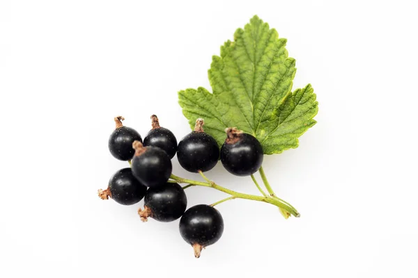 Bunch Black Currants White Background Macro — Stok Foto