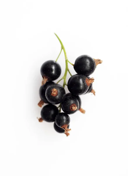 Bunch Black Currants White Background Macro — Stok Foto