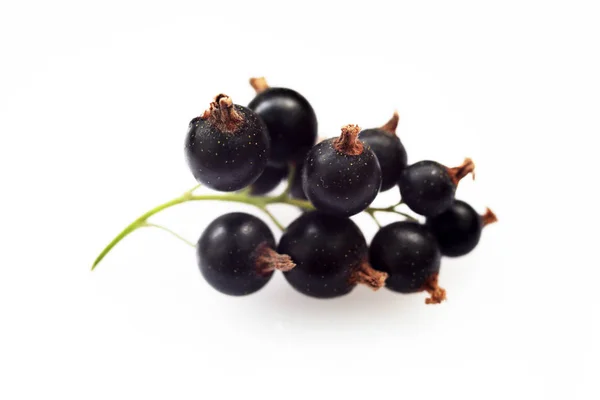 Bunch Black Currants White Background Macro — Stok Foto