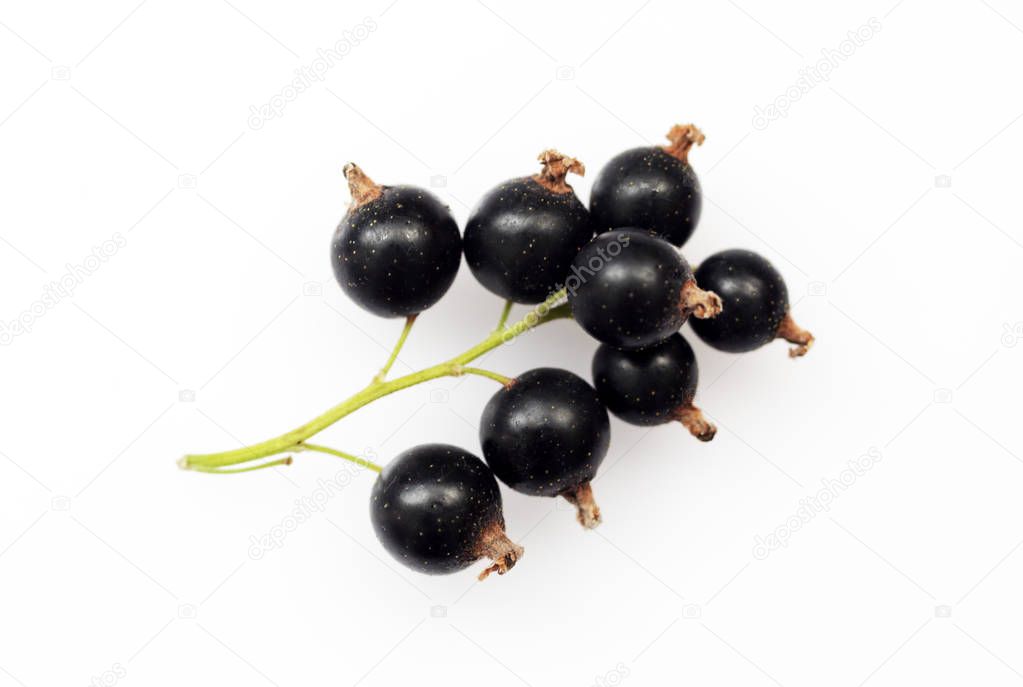 Bunch of black currants on white background macro
