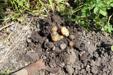 Bir kürek ile genç patates hasat