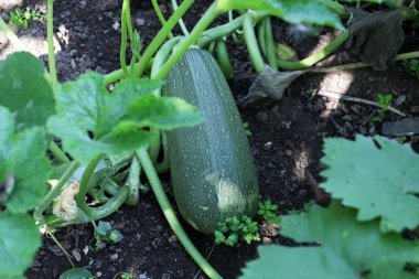 Bahçede büyük kabak