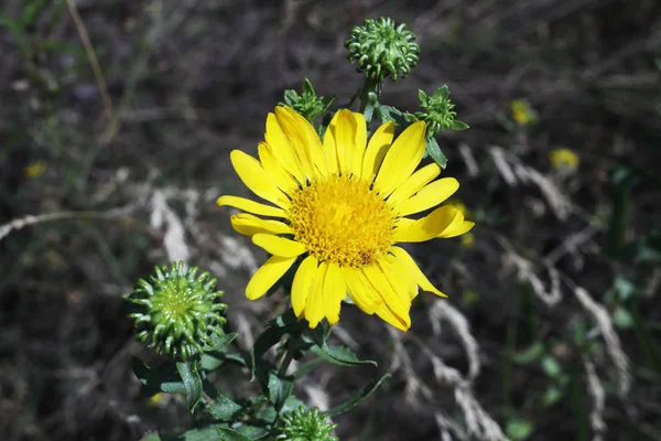 Yellow Wild Flower Rear Background Texture — Stock Photo, Image