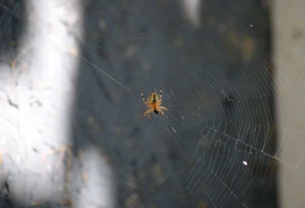 Spider sits on the web