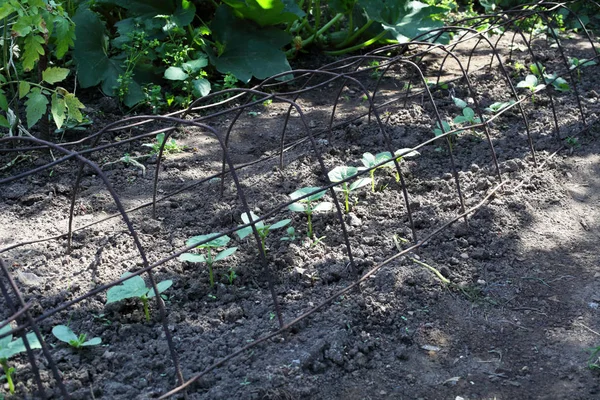 Piantine Cetriolo Appena Piantate Giardino — Foto Stock