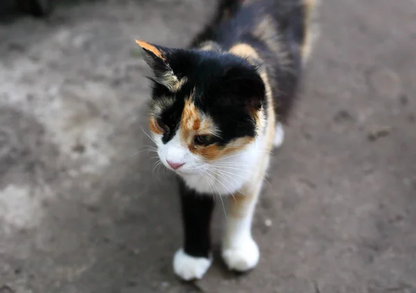 Кошка Дороге — стоковое фото