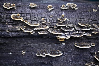 Kuru bir günlük arka plan doku üzerinde Ağaç mantar