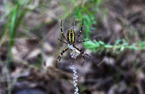 Argiope Spider Sits Web — Stock Photo, Image