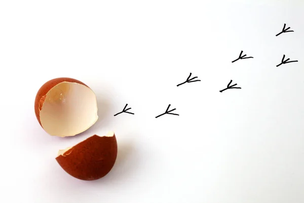 Beyaz arka planda yumurtadan çıkan tavuk izleri.