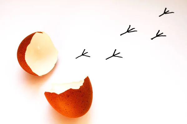 Beyaz arka planda yumurtadan çıkan tavuk izleri.