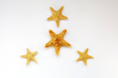 Deniz yıldızı beyaz arka plan yakın Tarih