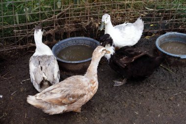 Su oluğunun yanındaki evcil ördekler