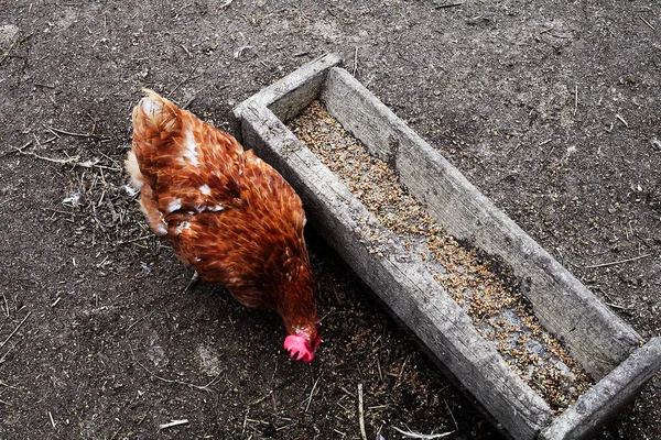 Kurczak Domowy Pobliżu Karmnika Pecks Ziarna Zdjęcia Stockowe bez tantiem