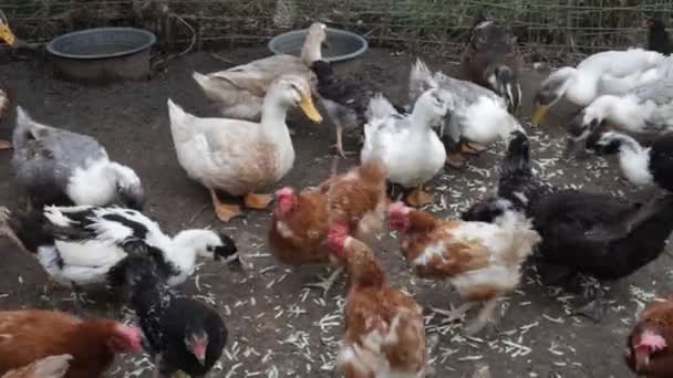 国内のアヒルや鶏はスライスズッキーニを食べる — ストック動画