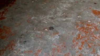 Adam beton zemine peynirli bir fare kapanı koyuyor, yakın plan.