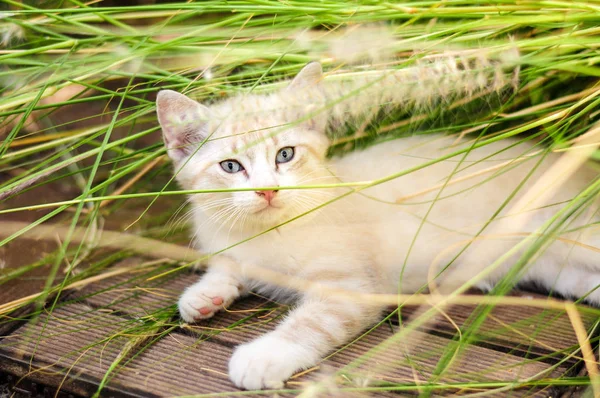Young white kitty with bright blue eyes playing in the high gras