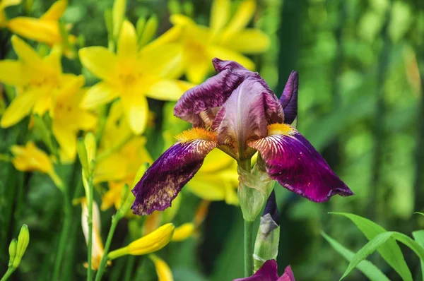 Flores europeias da primavera - Flor de íris barbuda alemã (Iris =g — Fotografia de Stock