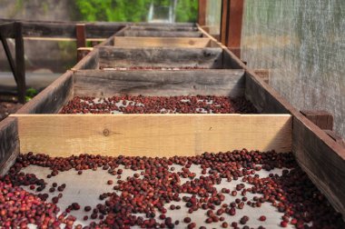 Avrupa'nın tek ekiminde ekolojik kahve kurutma süreci 