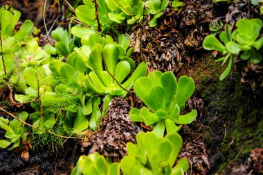 Dağ Gül Bitki G dağların yosunlu tepelerde büyüyen
