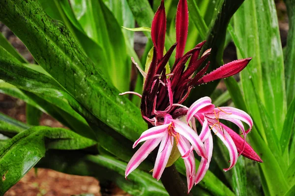 Flor de lírio crinum colorido exótico fresco após a chuva no — Fotografia de Stock