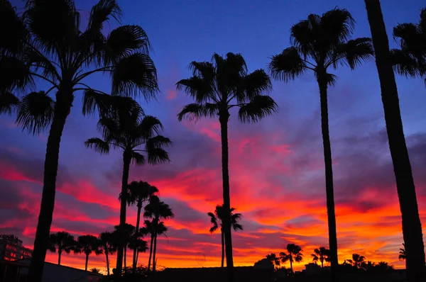 美丽生动的色彩日出天空与棕榈树剪影. 免版税图库照片