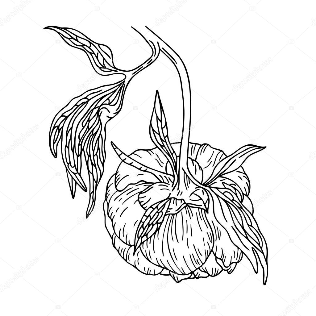 Vector line art illustration of a peony flower on the stem. Isolated on white background. Can be used for graphic design, textile design or web design.