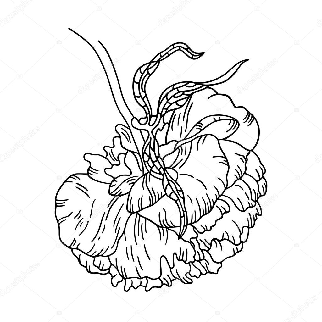 Vector line art illustration of a peony flower. Isolated on white background. Can be used for graphic design, textile design or web design.
