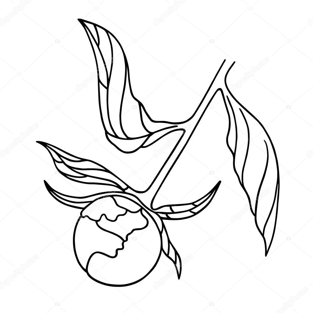Vector line art illustration of a unblown peony bud. Isolated on white background. Can be used for graphic design, textile design or web design. 