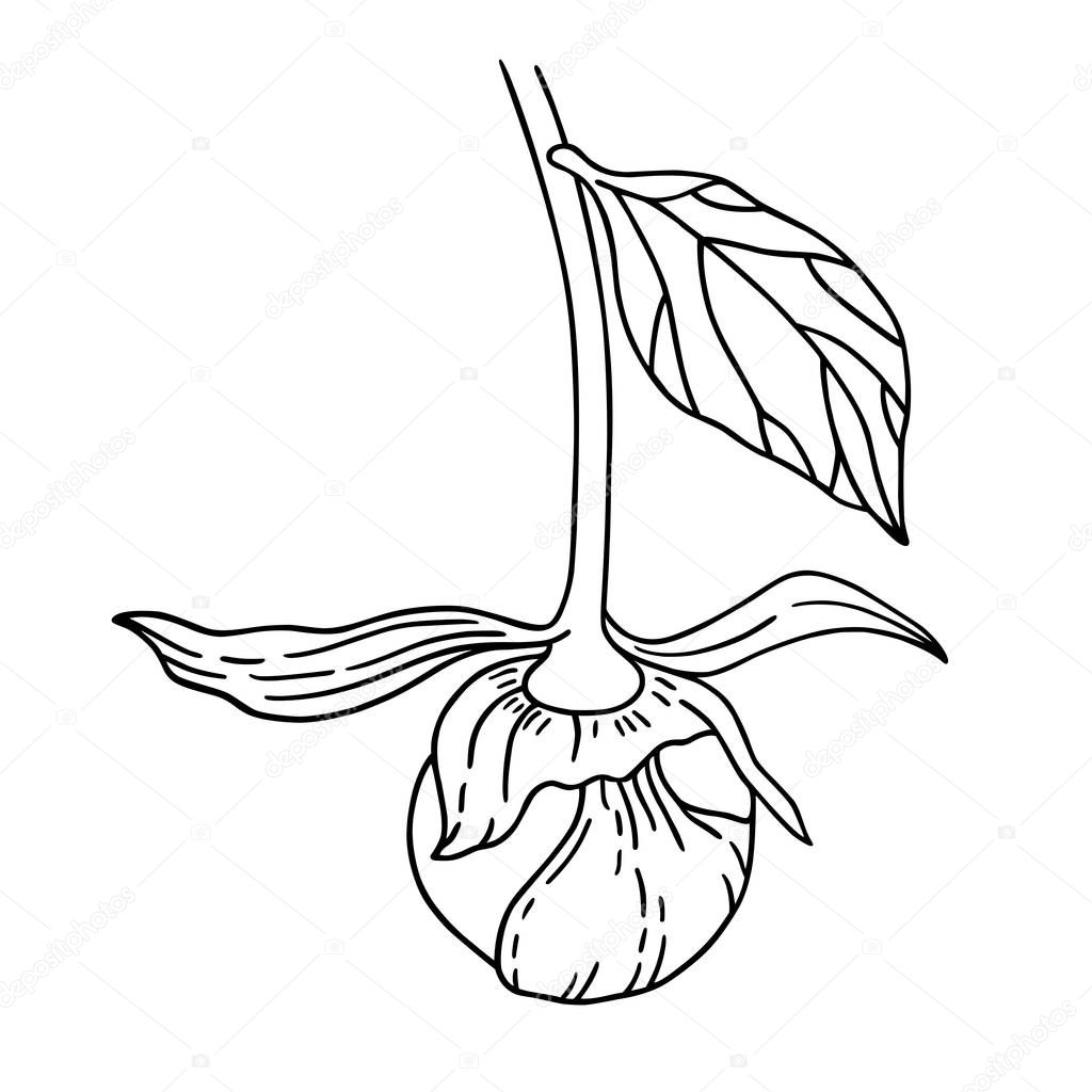 Vector line art illustration of a unblown peony bud and leaf. Isolated on white background. Can be used for graphic design, textile design or web design. 