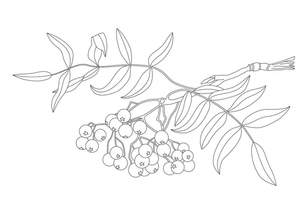 Векторная Иллюстрация Рябины Изолированный Белом Фоне Использоваться Графического Дизайна Текстиля — стоковый вектор