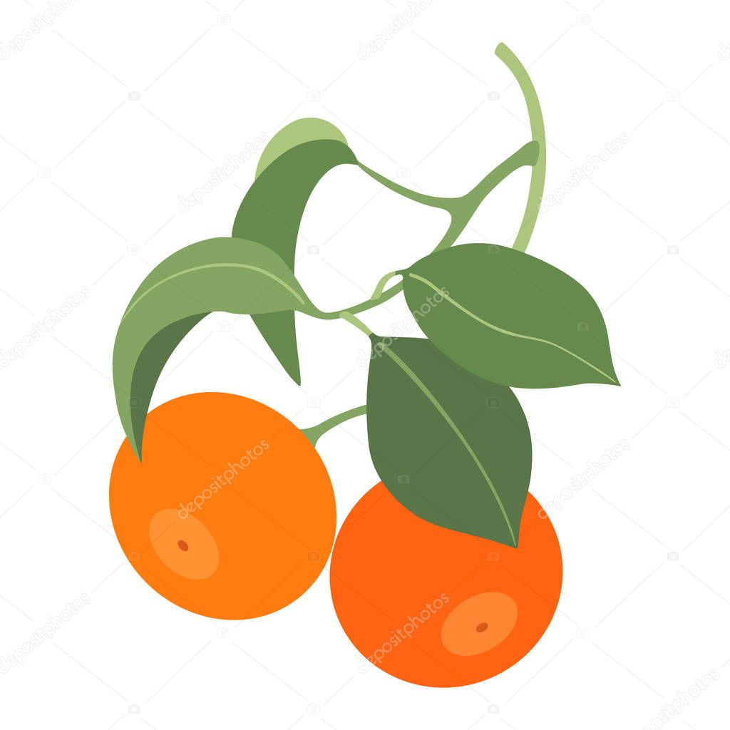 two tangerines on branch isolated on white background