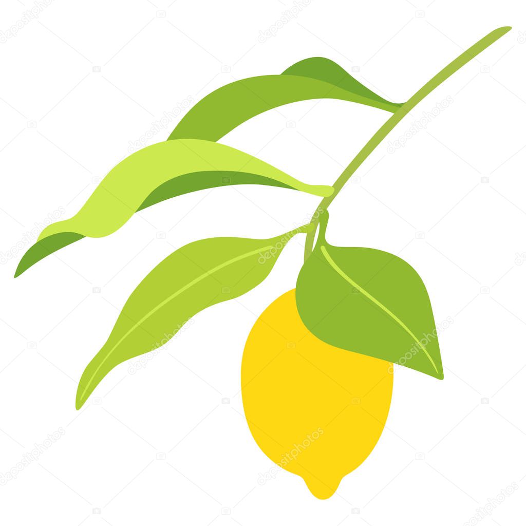 lemon on branch with leaves