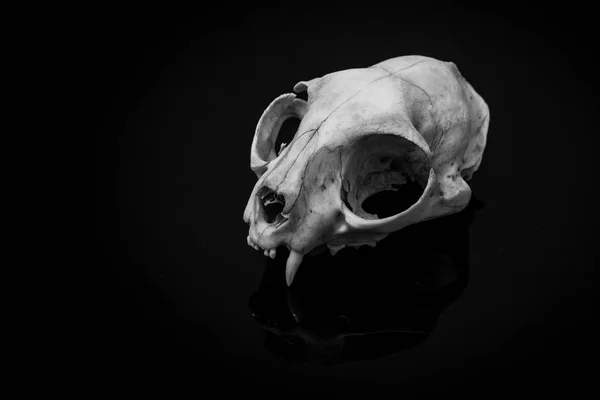 Чорно Біле Зображення Маленького Черепа Тварини Темному Фоні — стокове фото