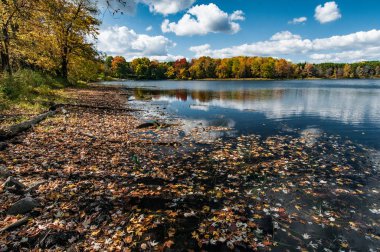 Akçaağaç Ölü yapraklar sonbaharda Quebec bir göl yüzeyine yayıldı