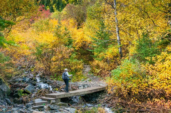 Folhas Mortas Bordo Espalharam Para Superfície Lago Quebec Outono — Fotografia de Stock