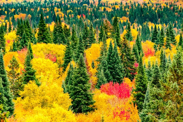 red maples, yellow birches and green pines in a Quebec forest in the fall