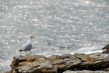 Bir kayaya bir yerde üzerinde sahil Belle-Ile Brittany, Fransa bir martı çığlıkları