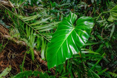 Batı Hint Adaları Guadeloupe orman adasında yağmurda bir tropikal bitki büyük yaprak kurur