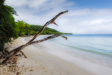 Ölü bir ağaç üzerinde Adası, Marie-Galante Fransız Batı Hindistan, sabahın erken saatlerinde beyaz kum plaj üzerinde eğilir