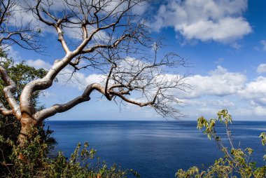 Mavi deniz ve mavi gökyüzü Guadeloupe, Batı Hint Adaları'nın tropikal yapraksız ağaca bakan