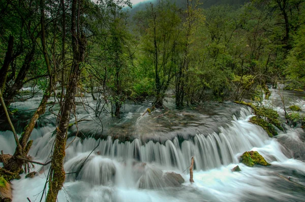 Vale Chinês Jiuzhaigou Fluxo Atravessa Floresta Árvores Crescem Rio — Fotografia de Stock