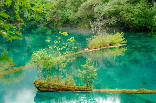 Five Flowers Lake Vegetação Cresce Tocos Árvores Mortas Parque Nacional — Fotografia de Stock