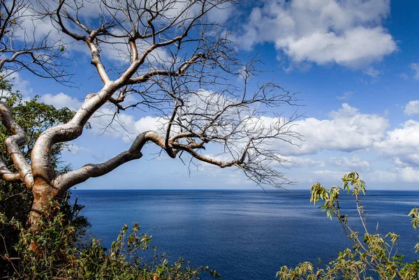  Mavi deniz ve mavi gökyüzü Guadeloupe, Batı Hint Adaları'nın tropikal yapraksız ağaca bakan