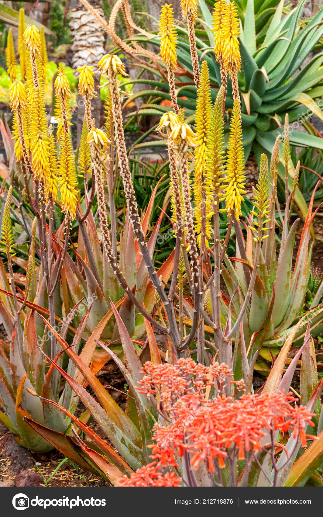 Aloe Vera Bloom Botanical Garden Funchal Madeira Island Stock Photo C Lmdesert 212718876