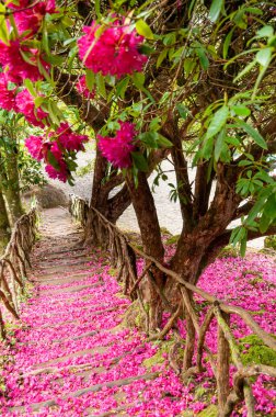 Yol boyunca alınan merdiven tarafından pembe ve mor yaprakları kaplıdır defne çiçek üzerinden düşmüş
