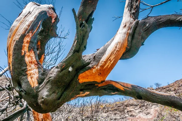 Branches and trunk of a burned laurel tree on madeira island