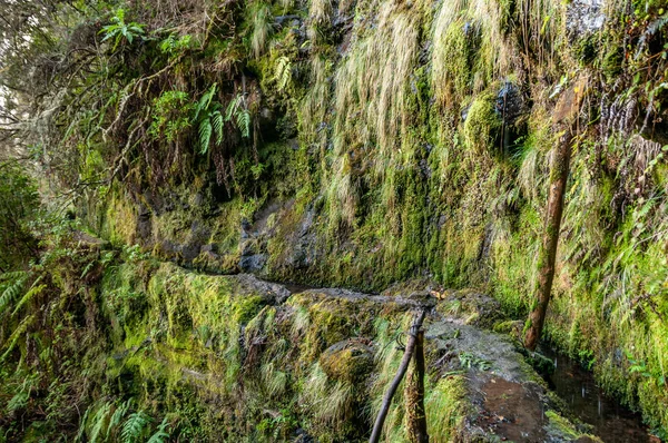 豊かな植生と古代と放棄された Levada — ストック写真